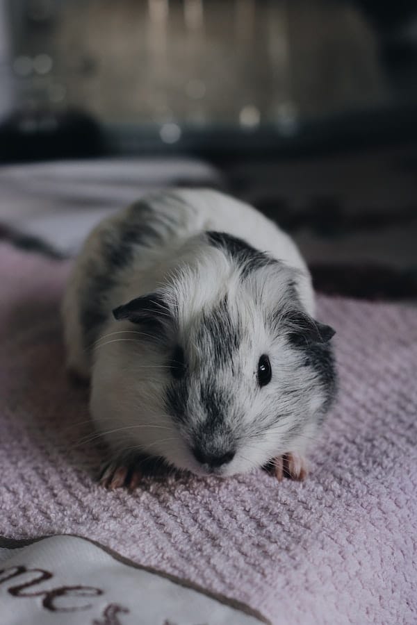 Things to Prepare How to Care for a Pregnant Guinea Pig