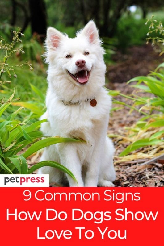 9 Signs to Look For How Do Dogs Show Love