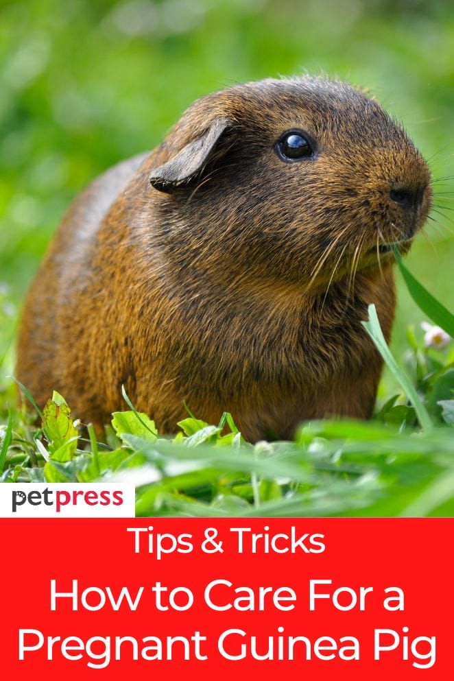 how to care for a pregnant guinea pig