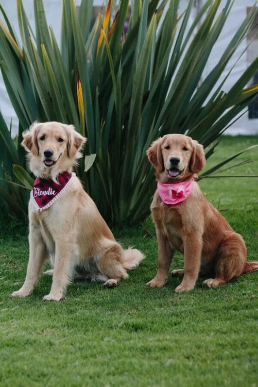 How to get two dogs to get along Putting the Woof in Teamwork