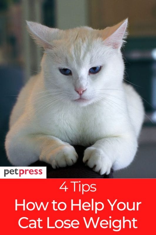 how-to-help-my-cat-lose-weight-4-tips-you-should-do