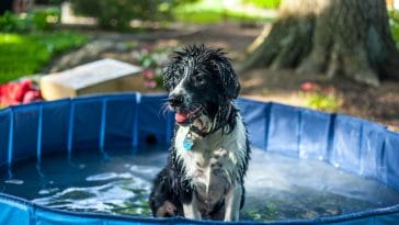 how to keep a dog cool in the summer
