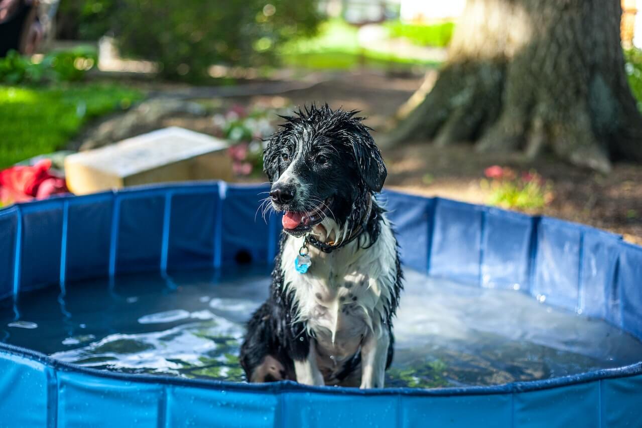 10 Easy Ways to Keep Your Pups Cool This Summer