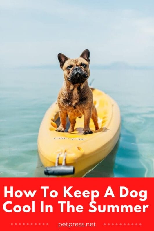 10 Easy Ways to Keep Your Pups Cool This Summer
