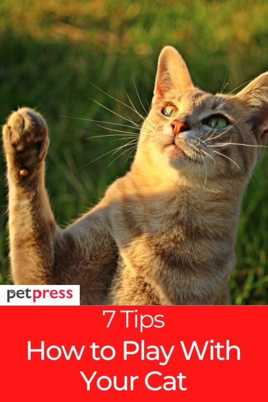 How to Play With Your Cat? 7 Tips and Ideas for Fun Activities