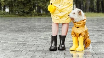 how to take care of dogs in rainy season