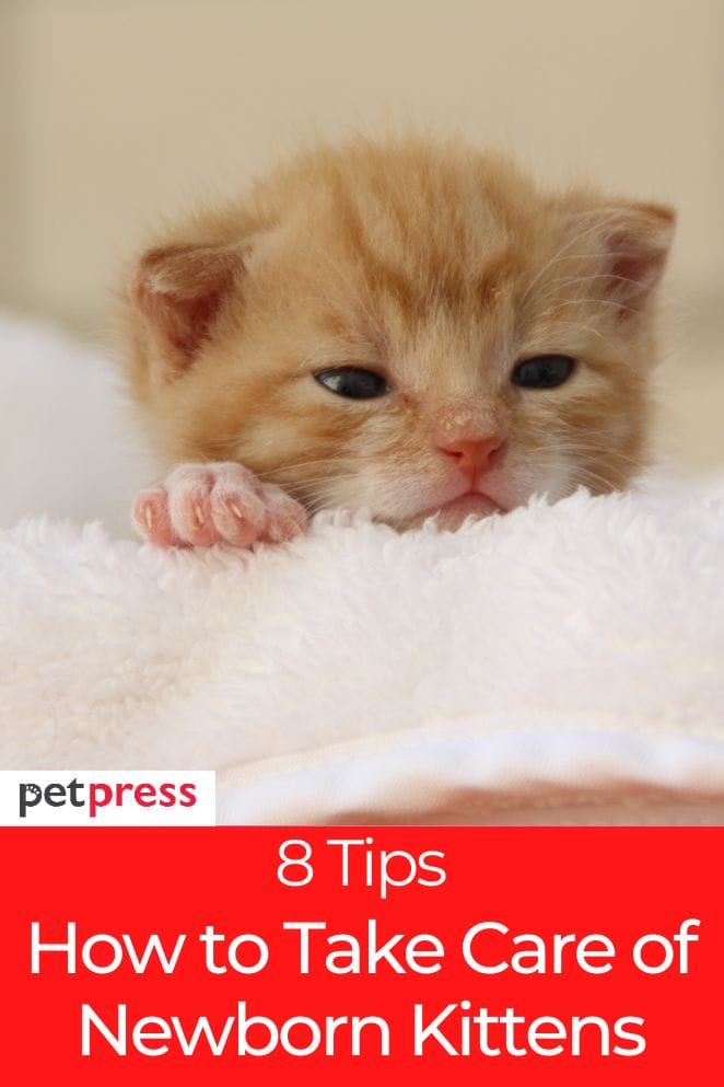 how to take care of newborn kittens