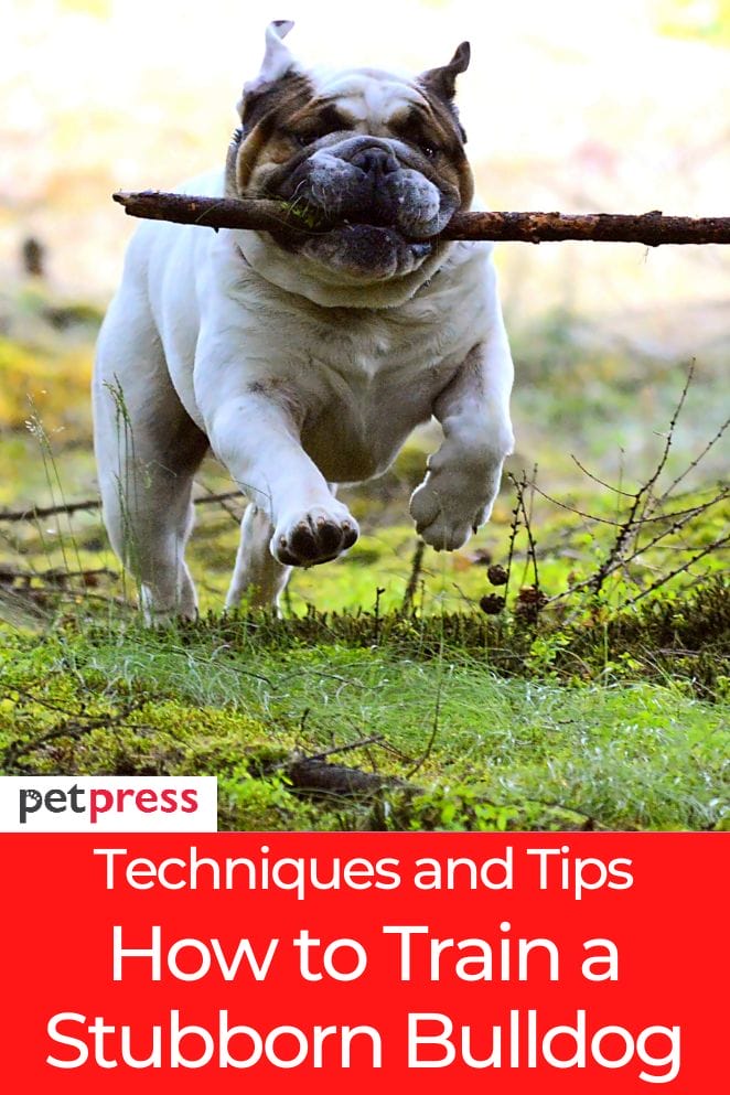 how to train a stubborn bulldog