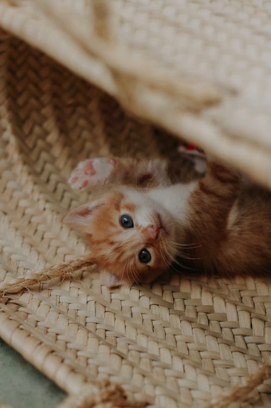 7 Common Reasons & Meanings Behind Why Do Cats Roll Around