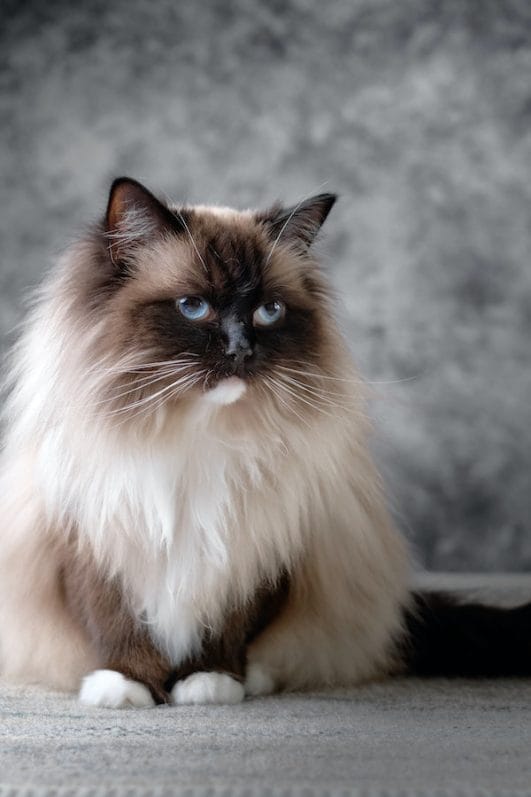 Explained Do Ragdoll Cats Shed? Tips to Keep Their Coat Healthy