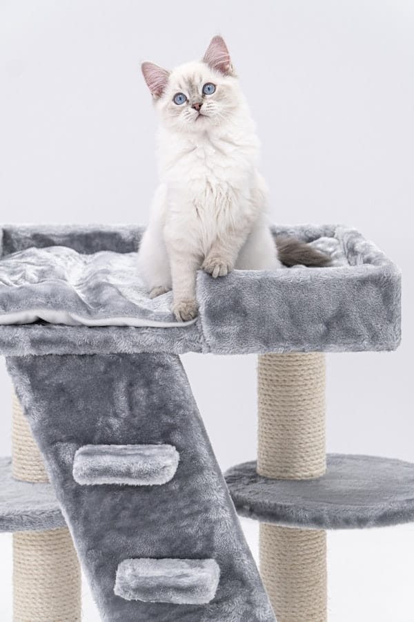Explained Do Ragdoll Cats Shed? Tips to Keep Their Coat Healthy