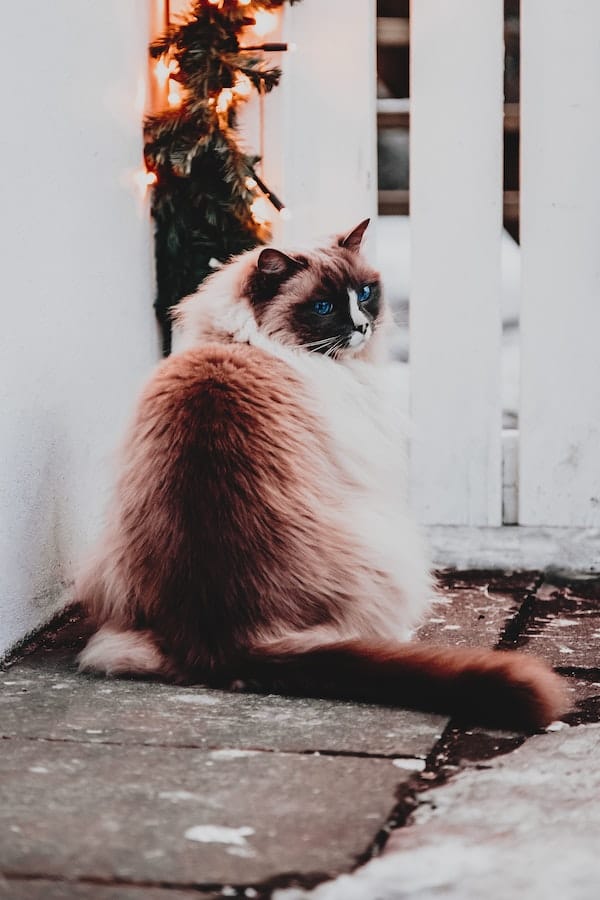 Explained Do Ragdoll Cats Shed? Tips to Keep Their Coat Healthy