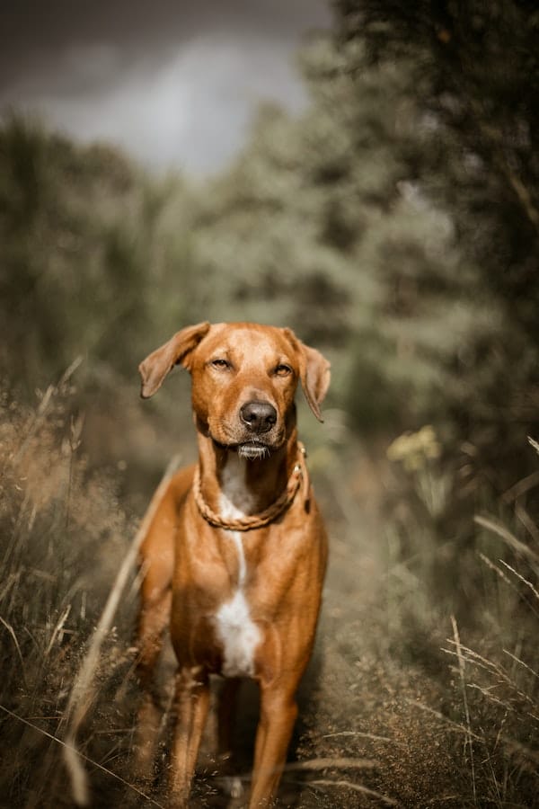 rhodesian-ridgeback