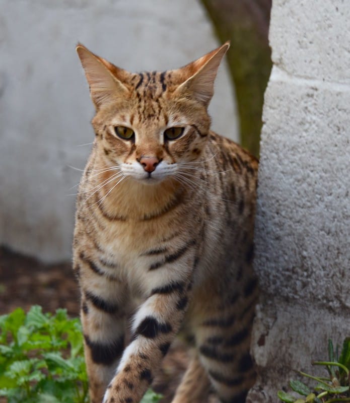 Most Exotic Cat Breeds: 9 Cat Breeds That Look Like a Leopard