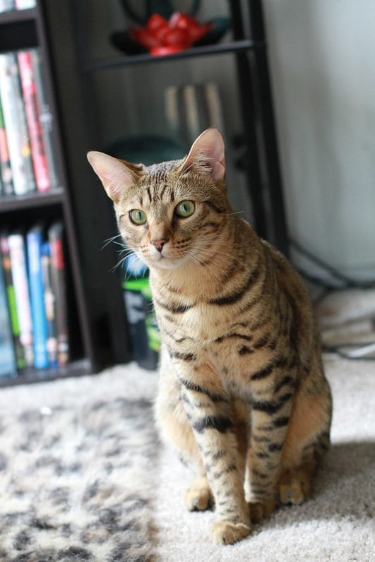Are Savannah Cats Dangerous? 5 Risks of Having Savannah Cat