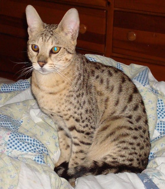 Are Savannah Cats Dangerous? 5 Risks of Having Savannah Cat