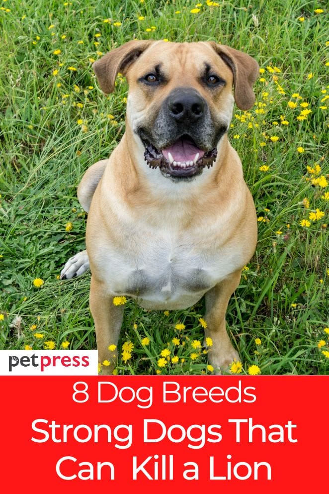 What Dog Can Kill a Lion? 8 Dog That Can Take on Predators