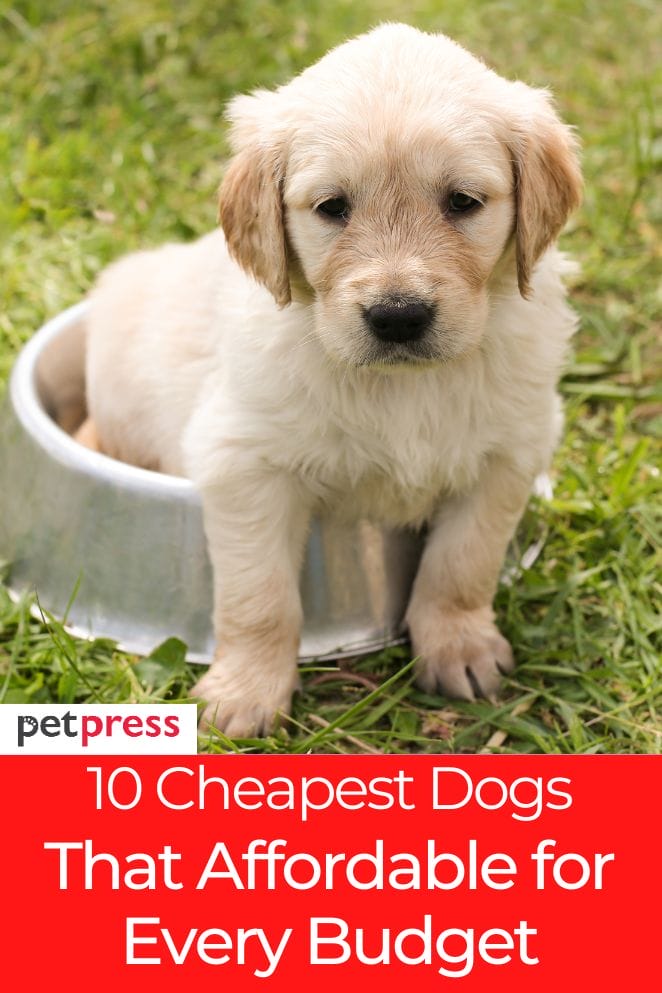 what is the cheapest dog breed