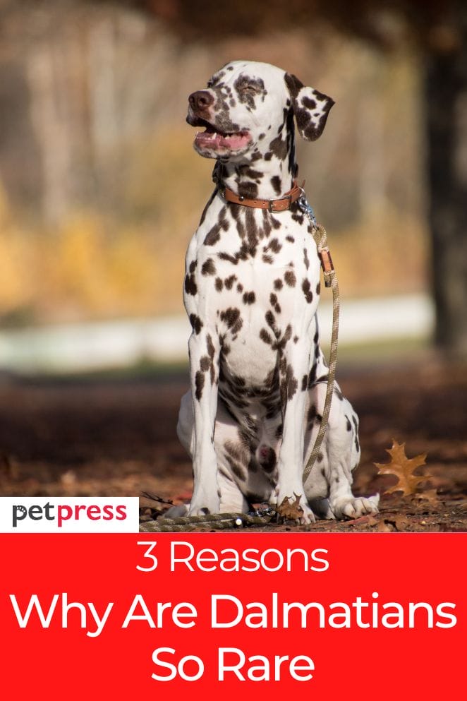 why are dalmatians so rare