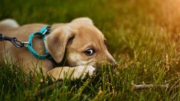 why are dogs afraid of thunder