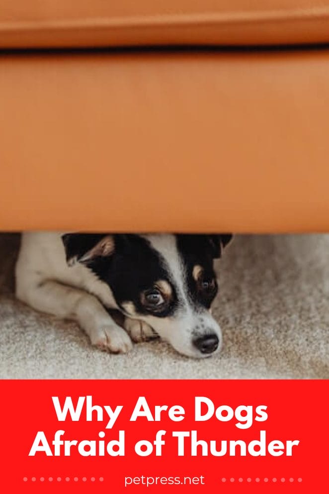 7 Reasons Your Dog is Afraid of Thunder & How to Comfort Them