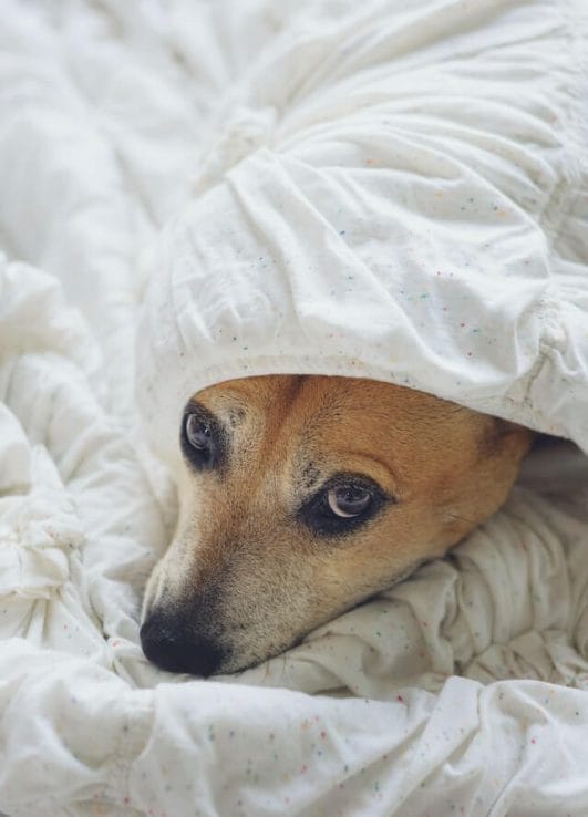 7 Reasons Your Dog is Afraid of Thunder & How to Comfort Them