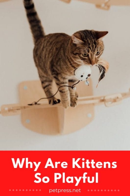 What Makes Kittens So Playful? A Guide to Feline Fun!