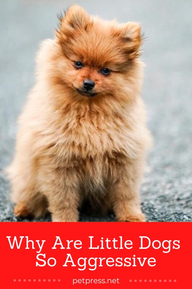 Aggression In Little Dogs Why Small Dogs Often Pack a Big Bite