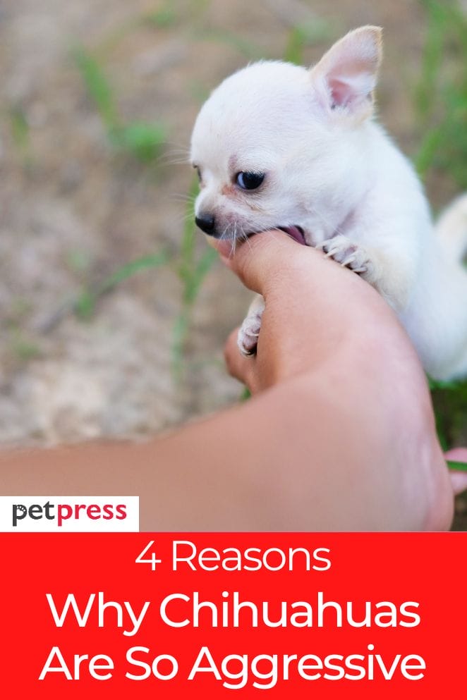 why chihuahuas are so aggressive