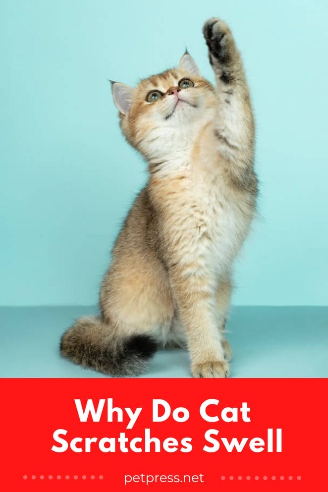 Why Do Cat Scratches Swell & How To Prevent This Catastrophe