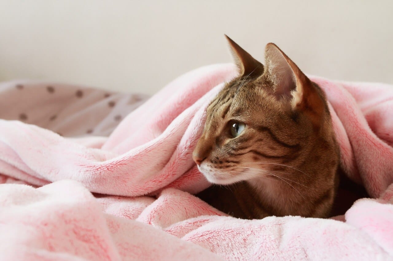 why-do-cats-burrow-under-blankets-a-purr-fect-mystery-solved