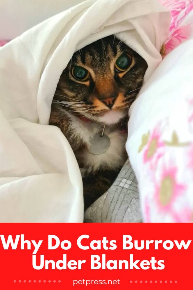 Why Do Cats Burrow Under Blankets A Purrfect Mystery Solved