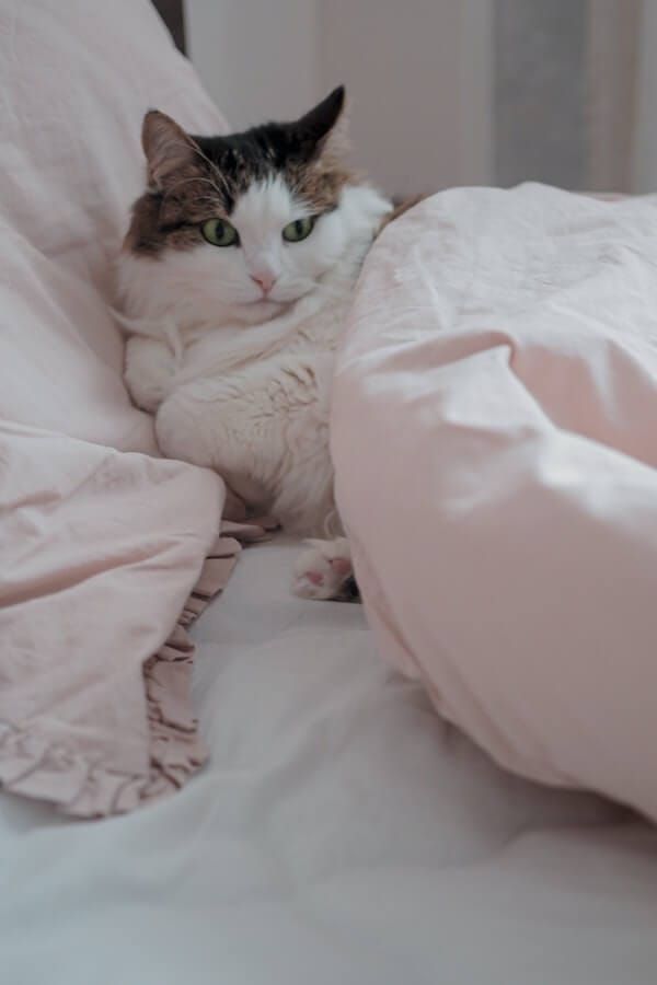 Why Do Cats Burrow Under Blankets A Purrfect Mystery Solved