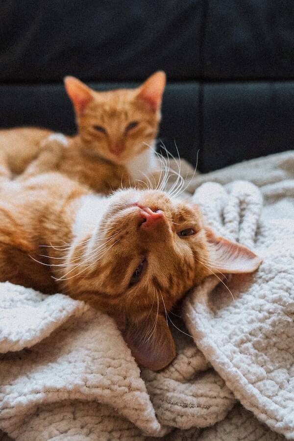 Why Do Cats Burrow Under Blankets A Purrfect Mystery Solved