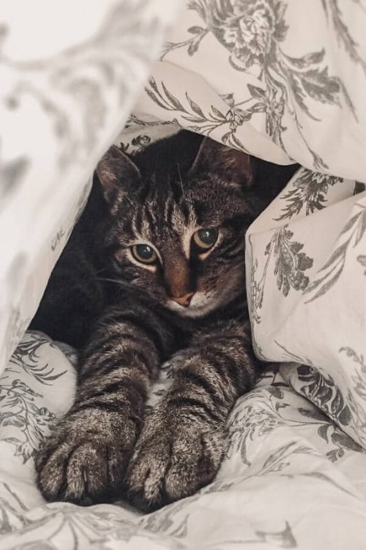 why-do-cats-burrow-under-blankets-a-purr-fect-mystery-solved