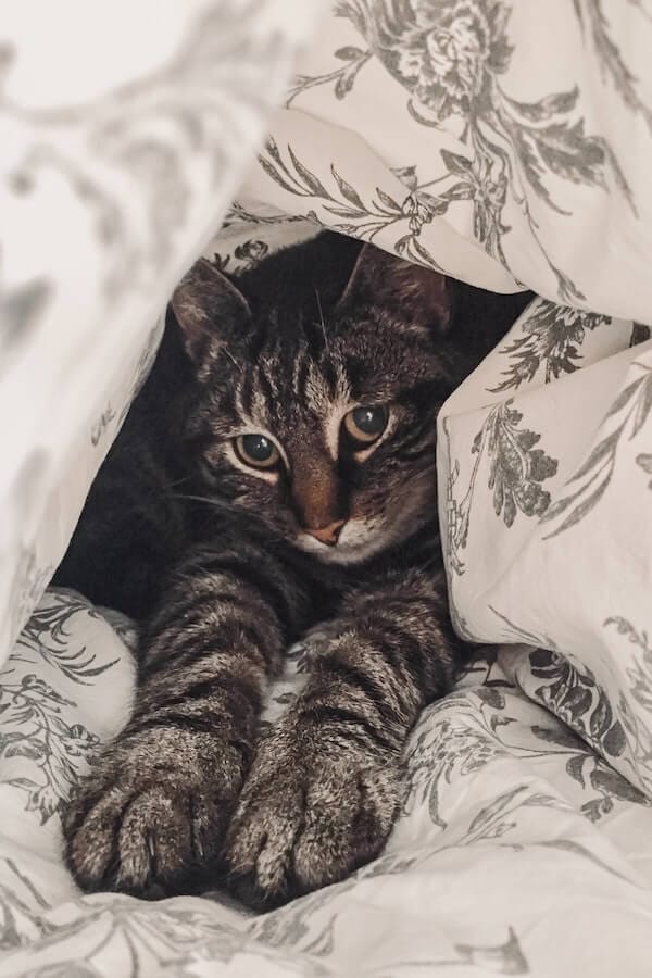Why Do Cats Burrow Under Blankets A Purrfect Mystery Solved