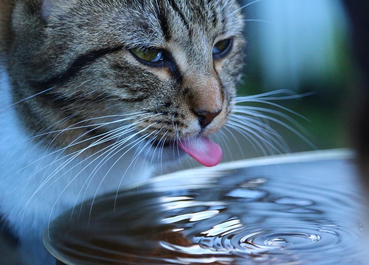 Revealed Why Do Cats Drink Toilet Water and How to Stop It