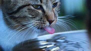 why do cats drink toilet water