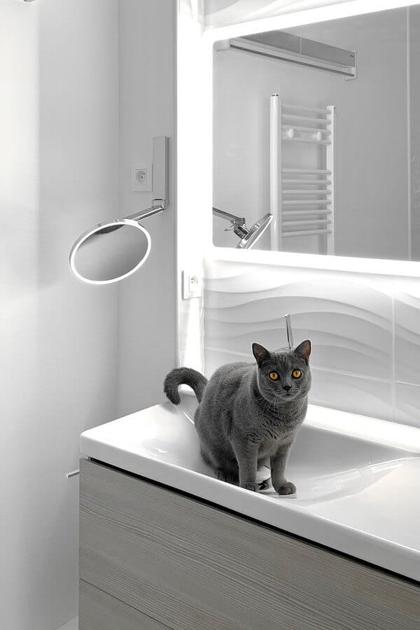 Revealed Why Do Cats Drink Toilet Water and How to Stop It
