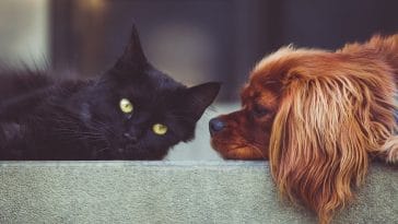 why do cats hate dogs