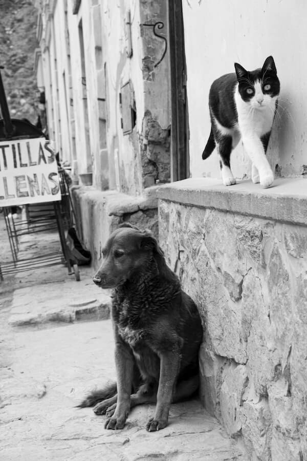 Why Do Cats Hate Dogs and How Can You End This Rivalry