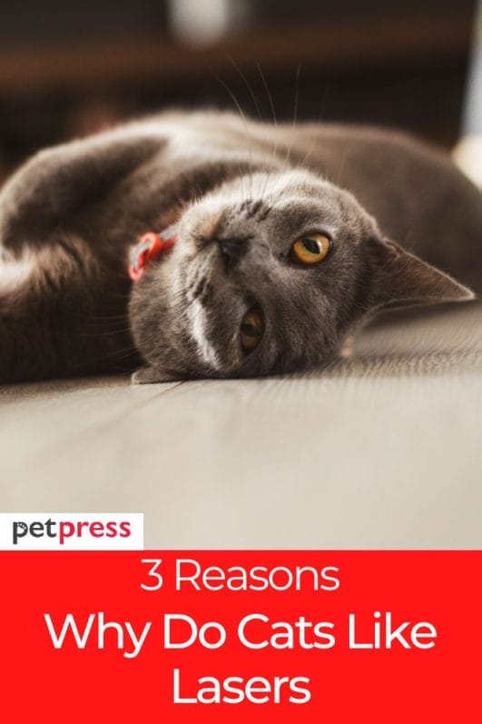 Why Do Cats Like Lasers? 3 Reasons Behind This Behavior