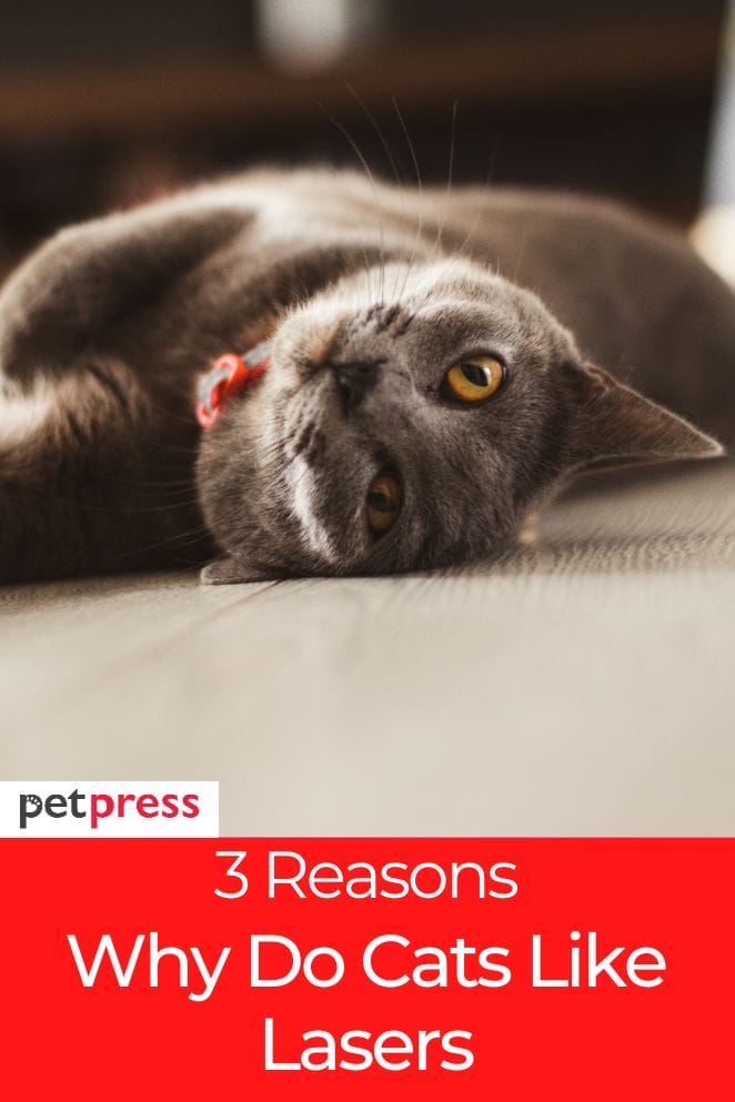 why-do-cats-like-lasers-3-reasons-behind-this-behavior