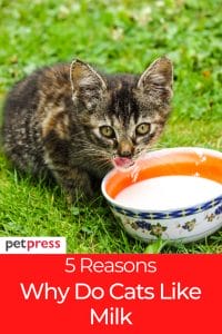 Why Do Cats Like Milk? The Effects Of Cats Drinking Milk