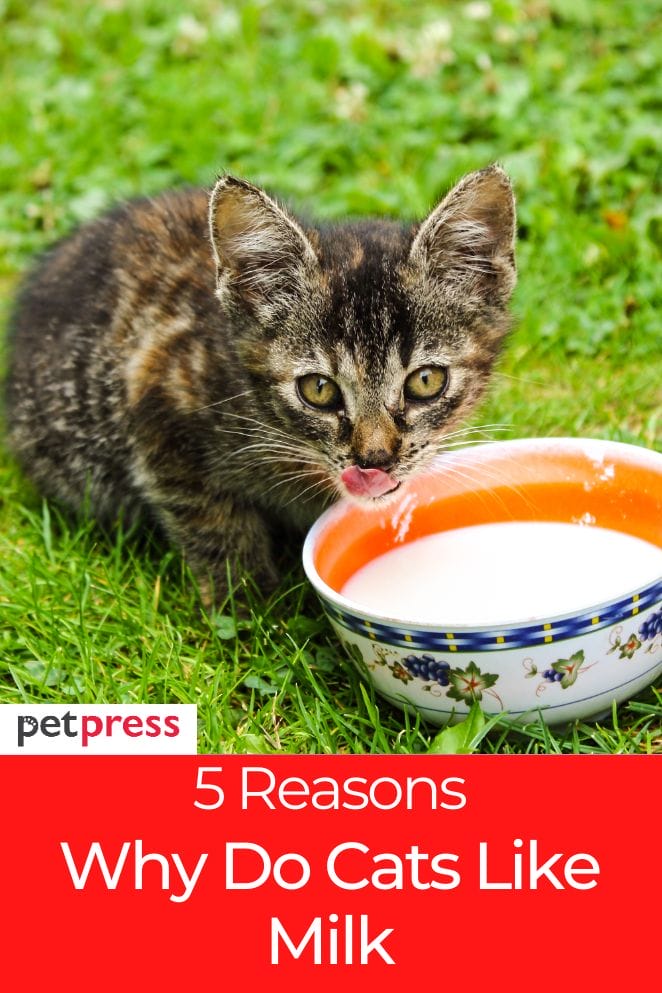 Why Do Cats Like Milk The Effects Of Cats Drinking Milk cats-and-dogs-ate-dead-owners