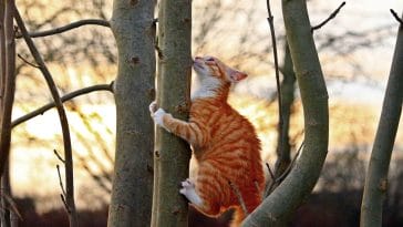why do cats like to climb