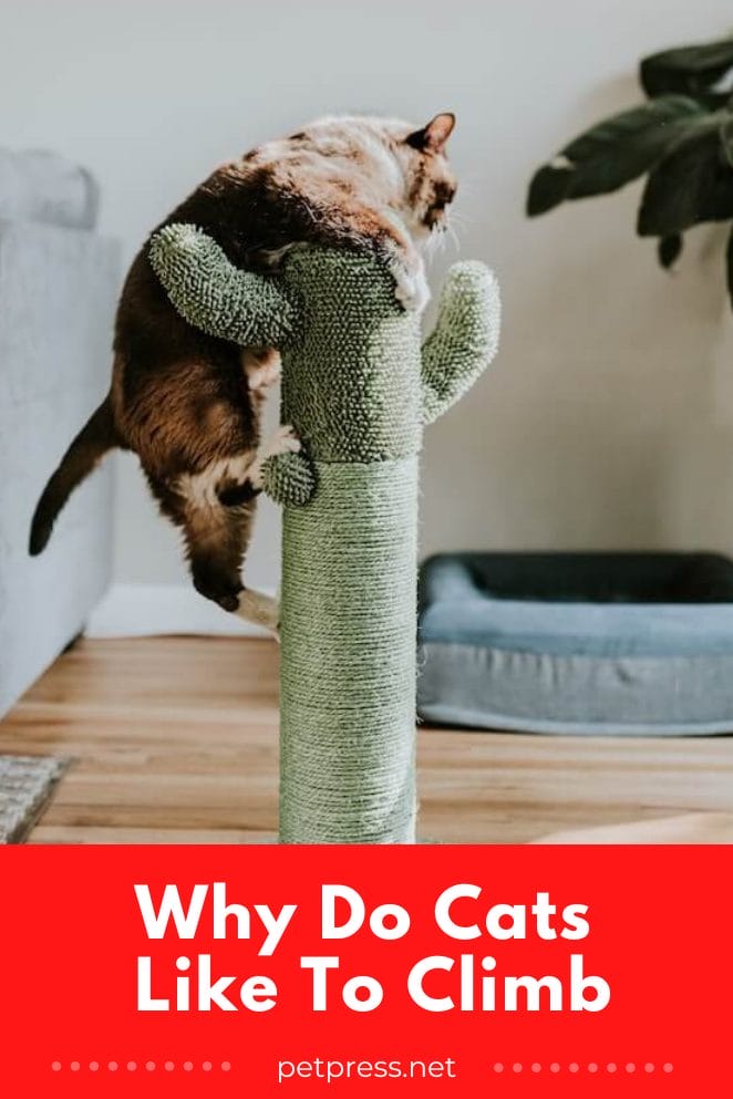 From Trees To Walls Why Do Cats Like to Climb?