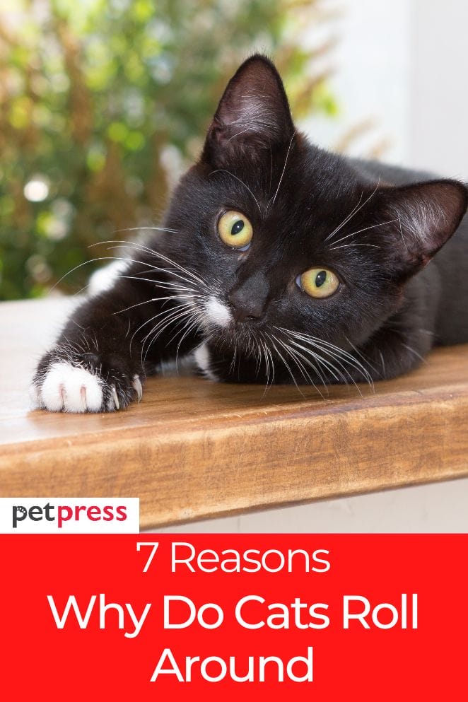 7 Common Reasons & Meanings Behind Why Do Cats Roll Around