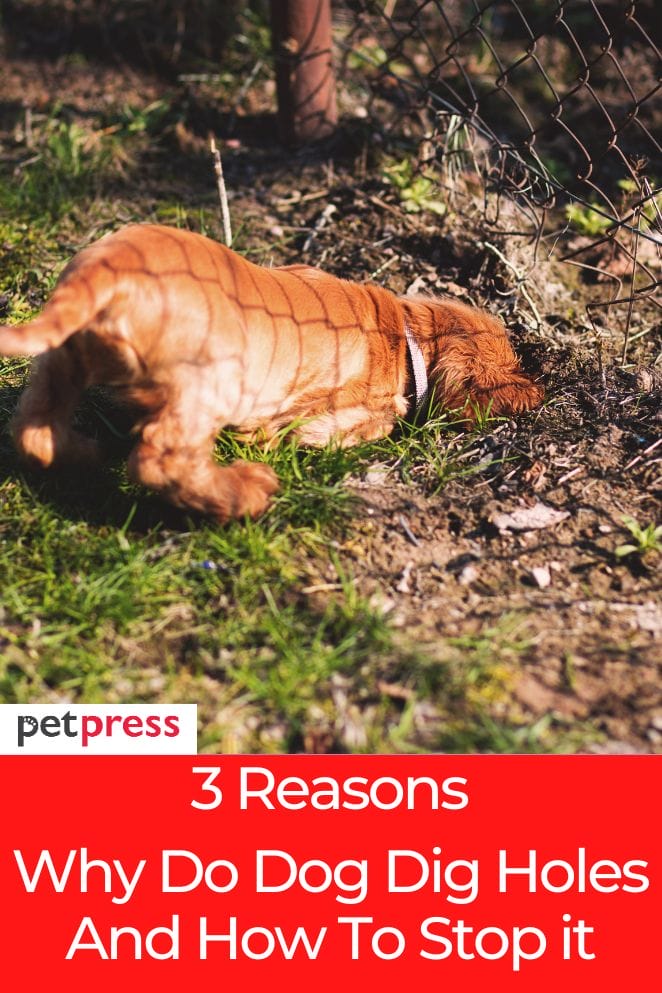3 Reasons Why Do Dog Dig Holes & Ways to Manage It