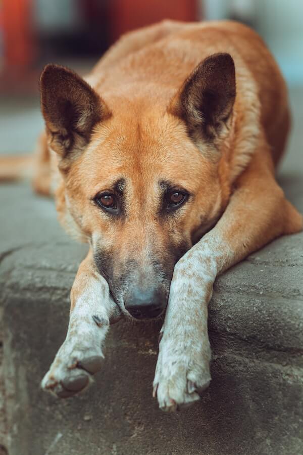 The Mystery Of The Midnight Howls: Why Do Dogs Cry At Night?